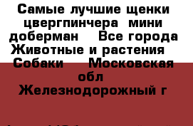 Самые лучшие щенки цвергпинчера (мини доберман) - Все города Животные и растения » Собаки   . Московская обл.,Железнодорожный г.